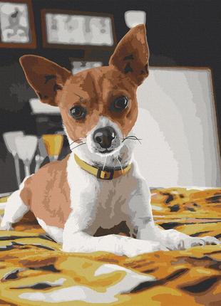 Картина за номерами чихуахуа 40*50 см artcraft 11633-ac