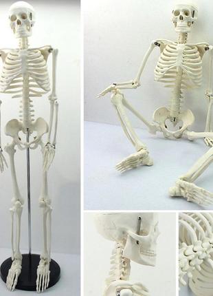 Велика модель скелета resteq деталізована фігурка скелета анатомічний скелет людини 45см