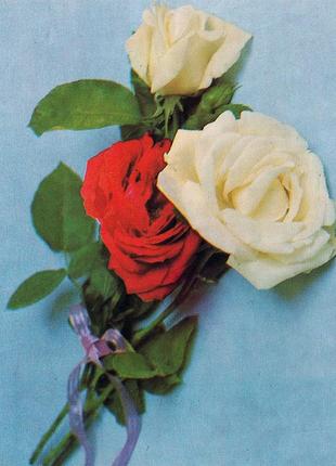 Мини открытка с розами поздравляю, фото е. савалова, 1987
