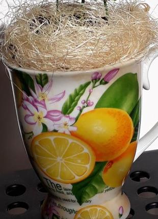 Чашка с лимонами, под кашпо к растениям1 фото