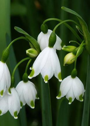 Саджанці підсніжника карпатського leucojum vernum carpetica