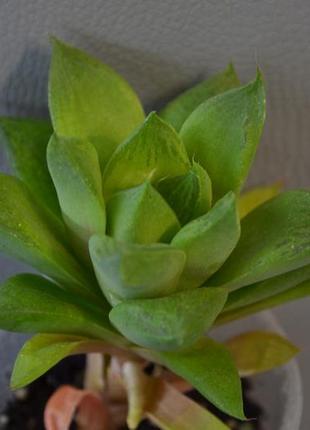 Хавортія цимбіформіс (haworthia cymbiformis)