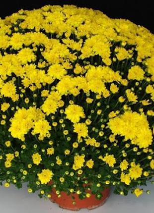 Хризантема кругла / розсада1 фото