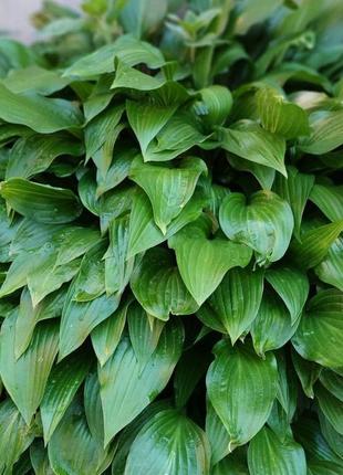 Хоста багаторічна біла сажанці многолетняя деленка сажанец