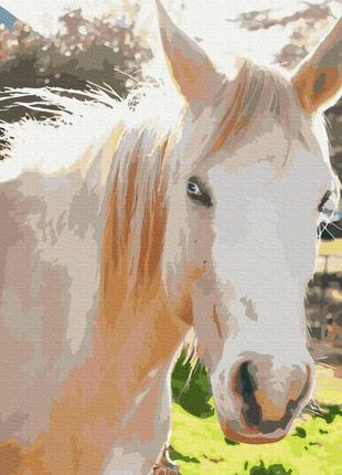 Картина по номерам 48х60 на деревянном подрамнике "белая лошадь" bs52518l1 фото