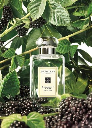 Парфуми джо малн блекбері енд бей jo malone