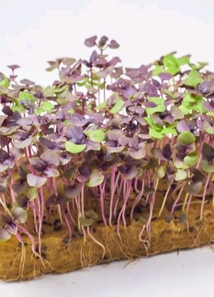 Насіння микрозелені базилік фіолетовий 100 г