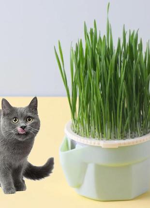 Ваза sv для кошачьей травы зеленый (sv 3050)2 фото