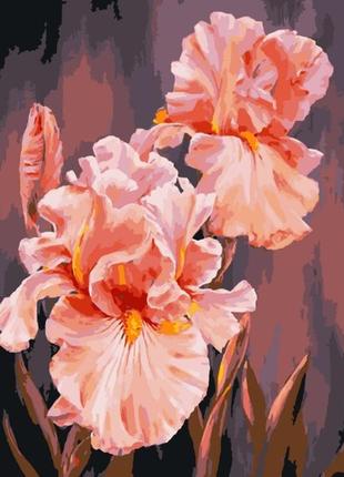 Картина по номерам розовые ирисы. цветы 40*50 см art craft 13140-ac