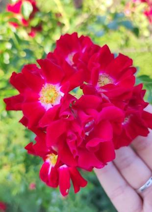 Роза почвопокровная плетистая красная  саженцы года 3