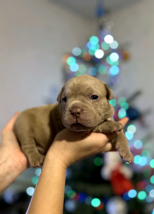 Цуценята американського буллі american bully1 фото