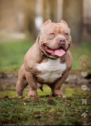 Бронь на цуценят американського буллі american bully