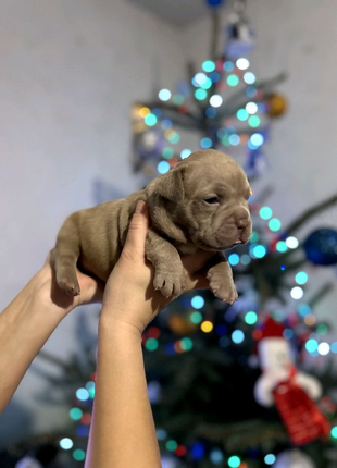 Цуценята американського буллі american bully8 фото