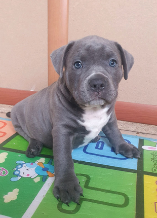 Топовий цуцик american bully  амбуллі6 фото