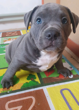 Топовий цуцик american bully  амбуллі14 фото