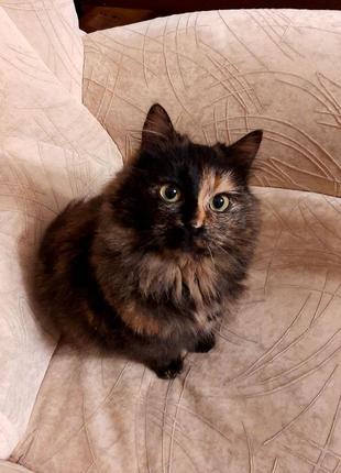 Дволикий кошеня