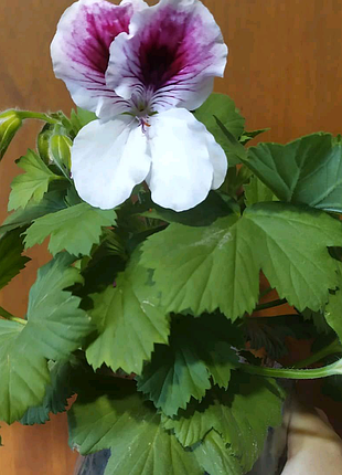 Пеларгонія королівська