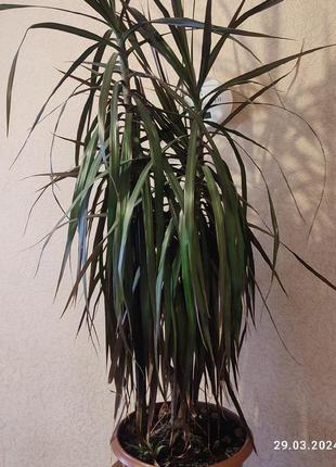 Высота растения 130 см. толщина 2 см. верх состоит из 3 отростков2 фото