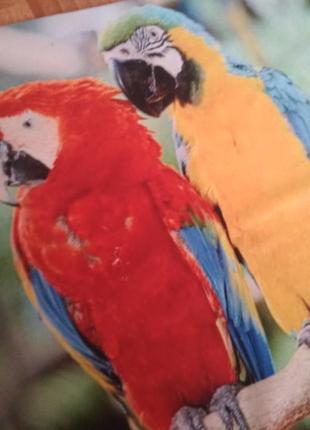 Декоративна наволочка з яскравими папугами4 фото