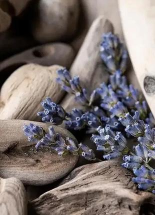 Аромоолія для свічки та мила лавандові коряги (candlescience lavender driftwood)1 фото