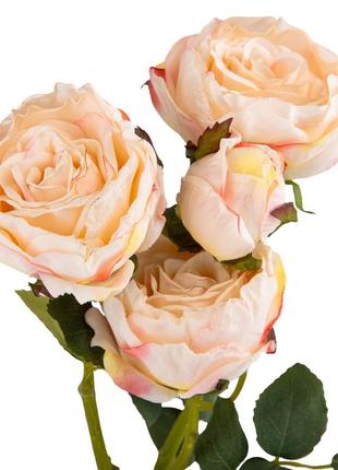 Троянда дамаська, рожева, 56 см2 фото