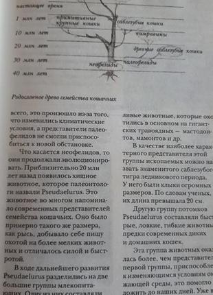 Книга: кошки от а до я. фирсова е.в