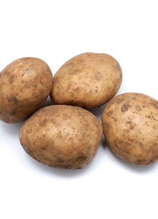 Молода картопля1 фото