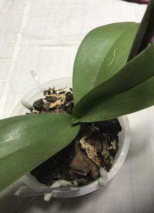 Доросла орхідея пульчерима 4н, phal. pulcherrima 4n3 фото