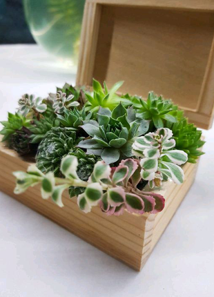 Флораріум у дерев'яній скриньці