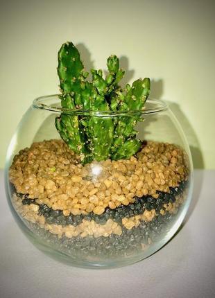 Флораріум "mini" h 8 см, діаметр 7 см, куля, aquarium deko2 фото