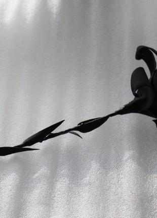 Черная лилия цветок для фотосессий4 фото