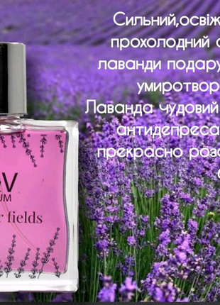 Lavender fields v&v pafum