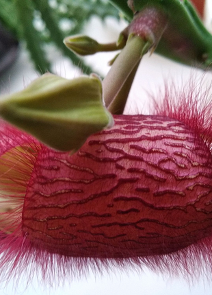 Стапелія грандифлора укоренные відростки