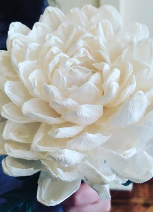Хризантема біла1 фото