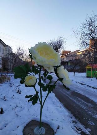 Ростові композиція півонії-3, ніжно білі