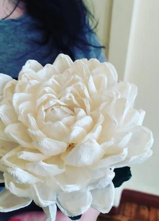 Хризантема белая4 фото