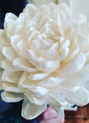 Хризантема белая2 фото
