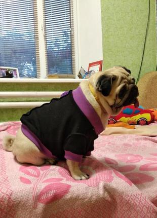 Одежда для собак 4