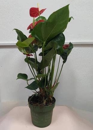 Квітка антуріум №14 червона