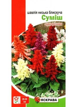 Насіння шавлія низька блискуча яскрава суміш 0,1г однорічник
