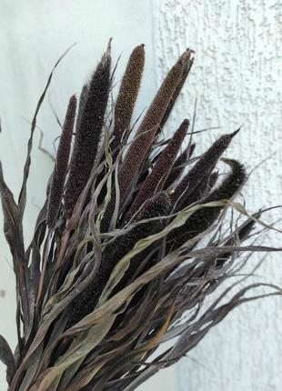 Пеннисетум пурпурный 10 шт злаки декоративные1 фото