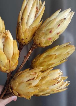 Протея жовта