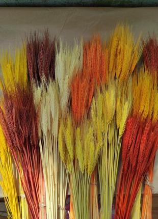 Пшениця кольорова фарбовані сухоцвіти2 фото