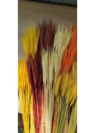 Пшениця кольорова фарбовані сухоцвіти4 фото