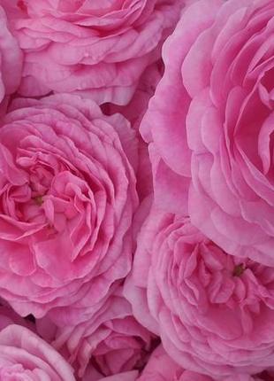 Сироп чайна троянда, рожевий сироп2 фото