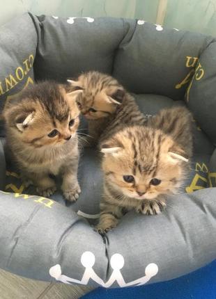 Кошенята шотландські золоті шиншили7 фото