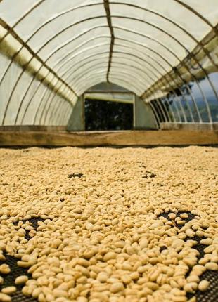 Кава в зернах 100% арабіка ефіопія сідамо gr.4 свіжого обсмаження 1 кг