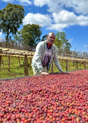 Кава в зернах 100% арабіка ефіопія сідамо gr.4 свіжого обсмаження 1 кг