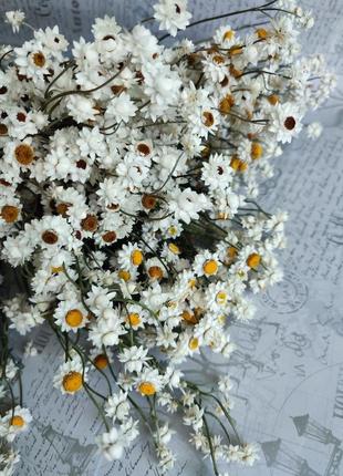 Амобіум сухоцвіт купити