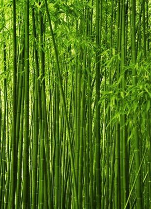 Фотошпалери "бамбук" - будь-який розмір! читаємо опис!